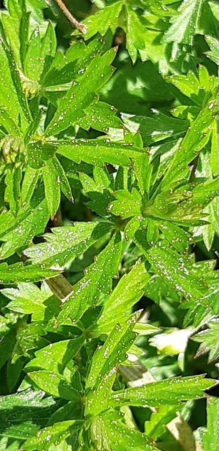 Potentilla pedata — search result for 'Potentilla'