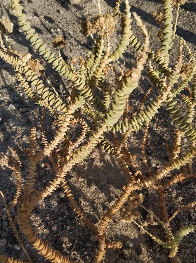 Cistanthe celosioides — related species from the same genus