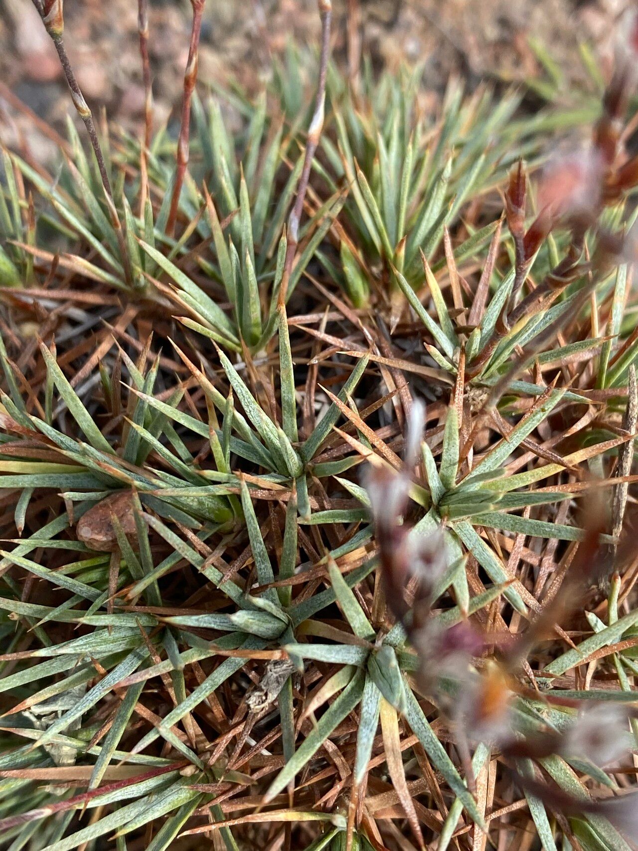 Acantholimon libanoticum leaf