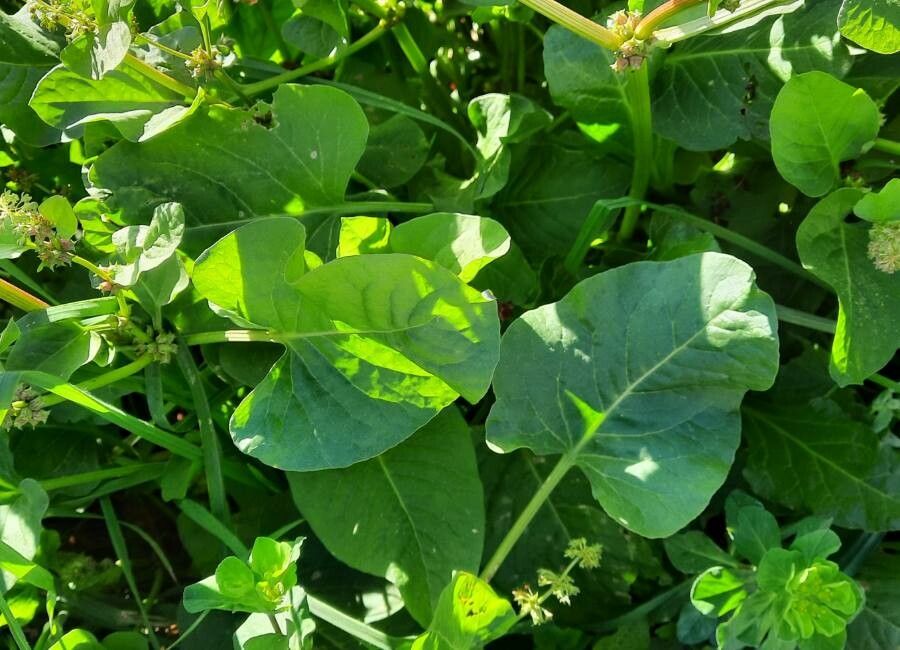 Emex spinosa — search result for 'Polygonaceae'