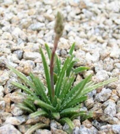 Aloe bowiea habit