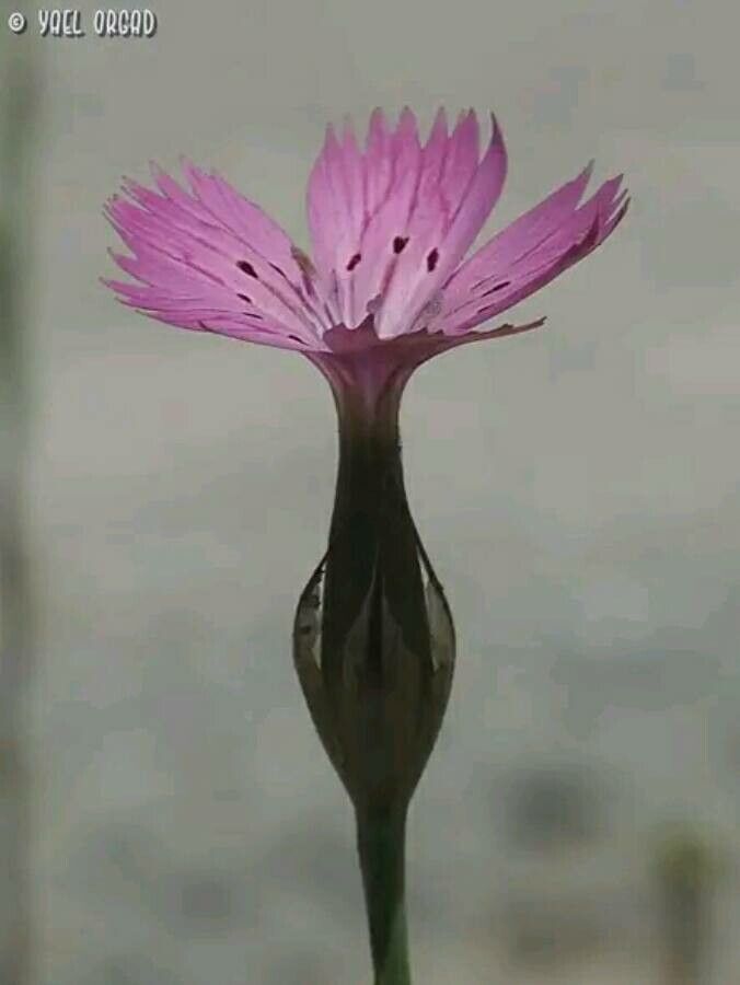 Dianthus tripunctatus flower