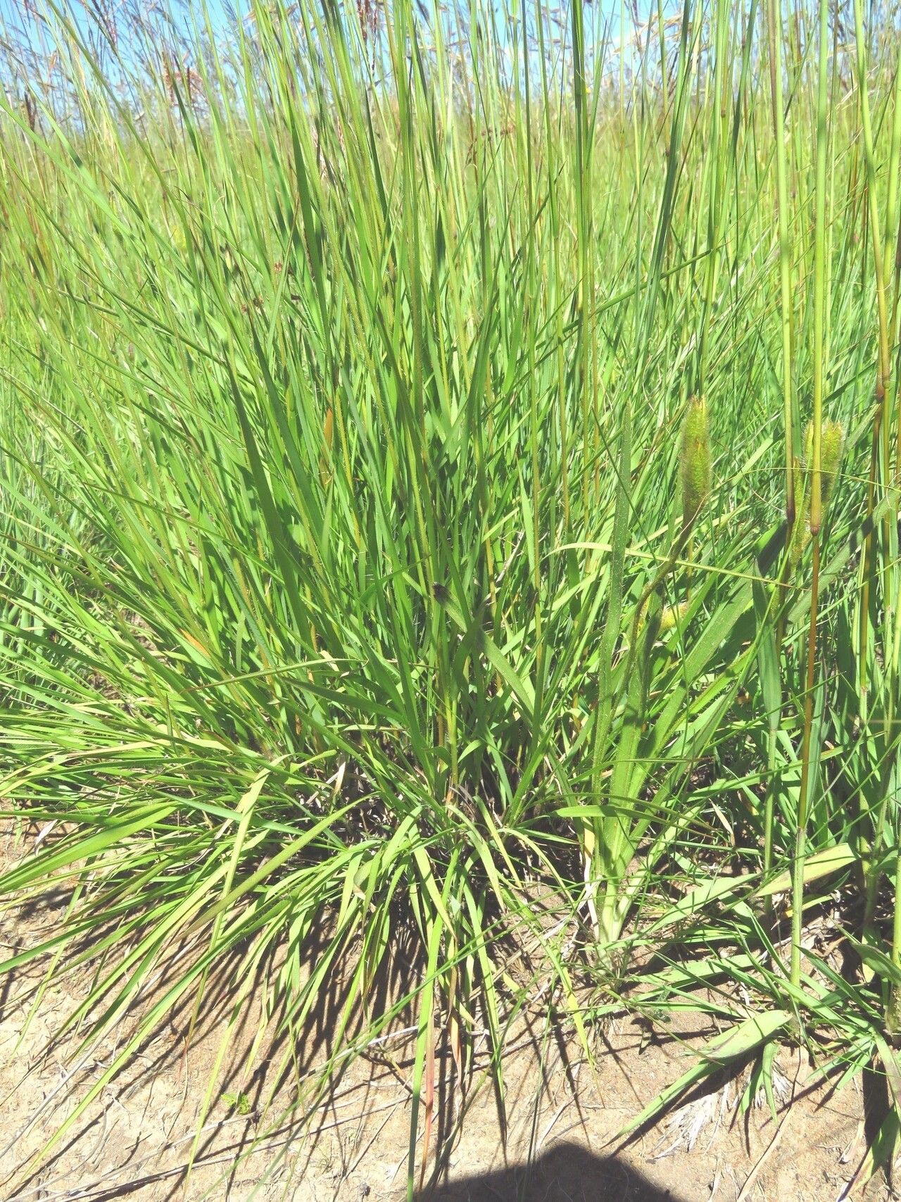 Tristachya leucothrix habit