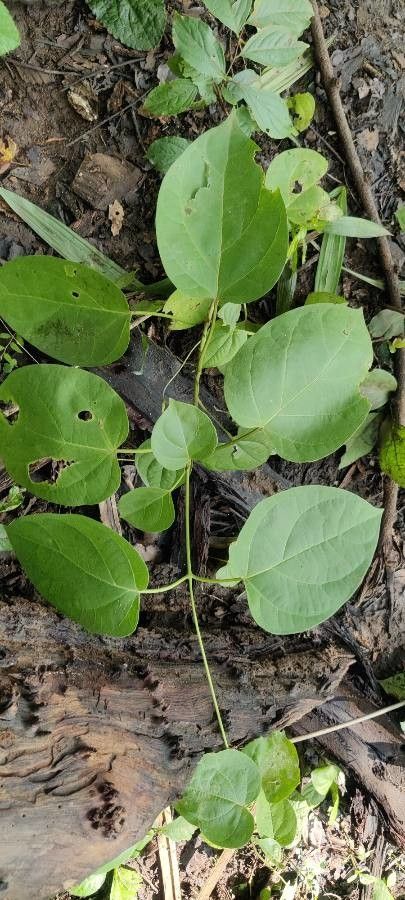 Dregea volubilis — houseplant care guide