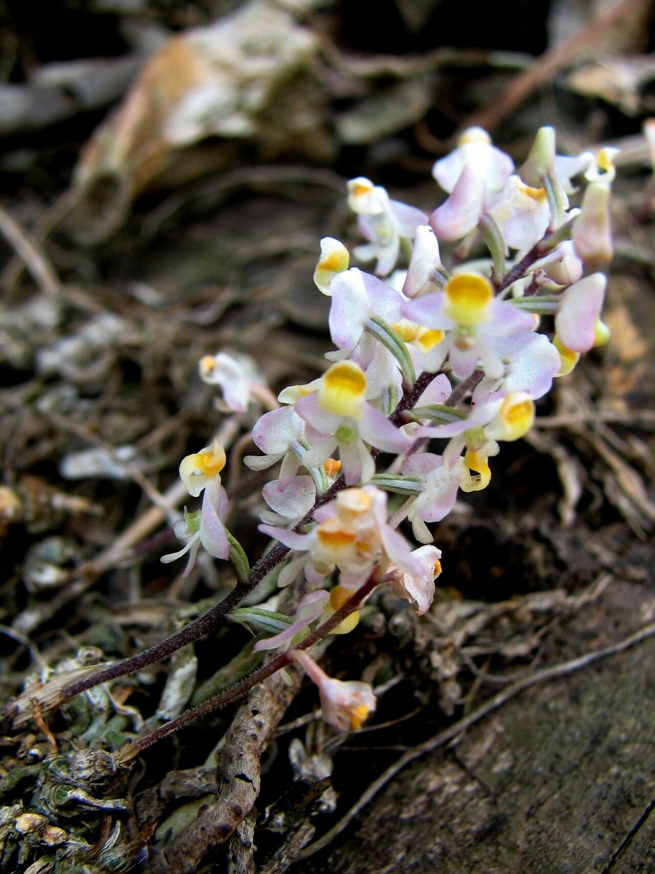 Polystachya saccata flower