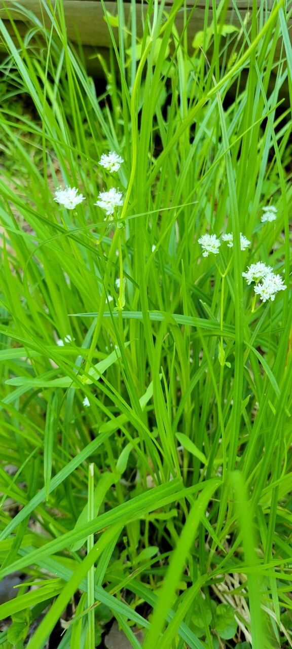 Valerianella umbilicata habit