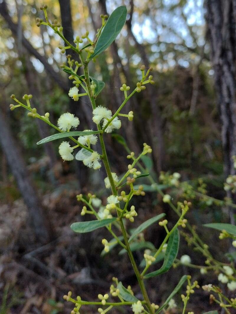 Acacia myrtifolia flower