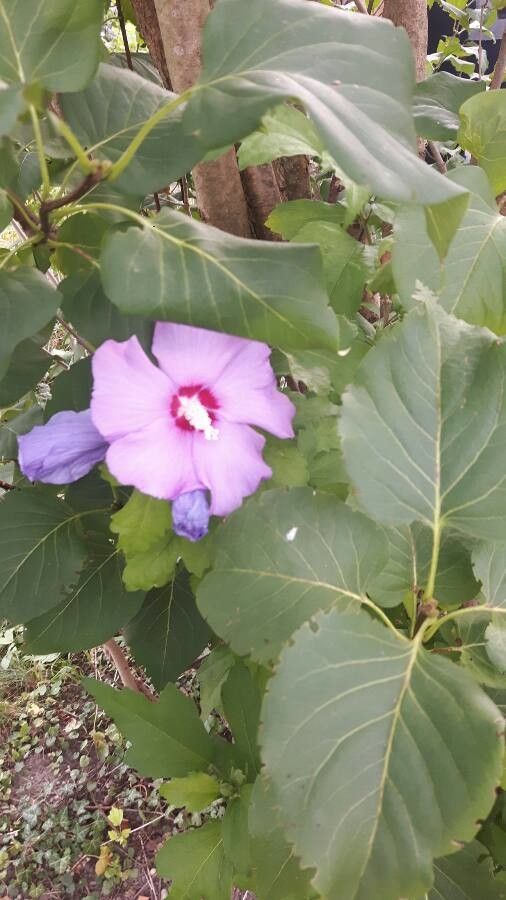 Hibiscus sinosyriacus — search result for 'Hibiscus'
