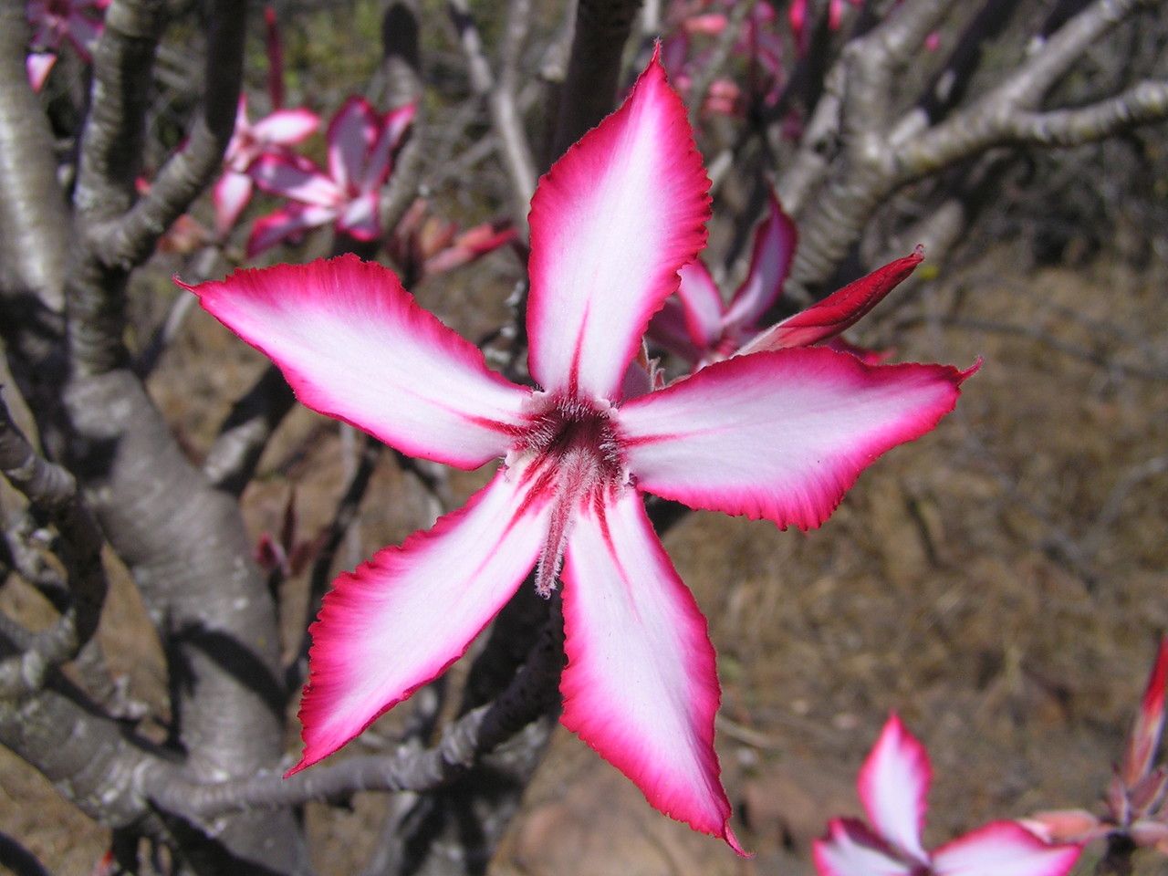 Adenium multiflorum flower