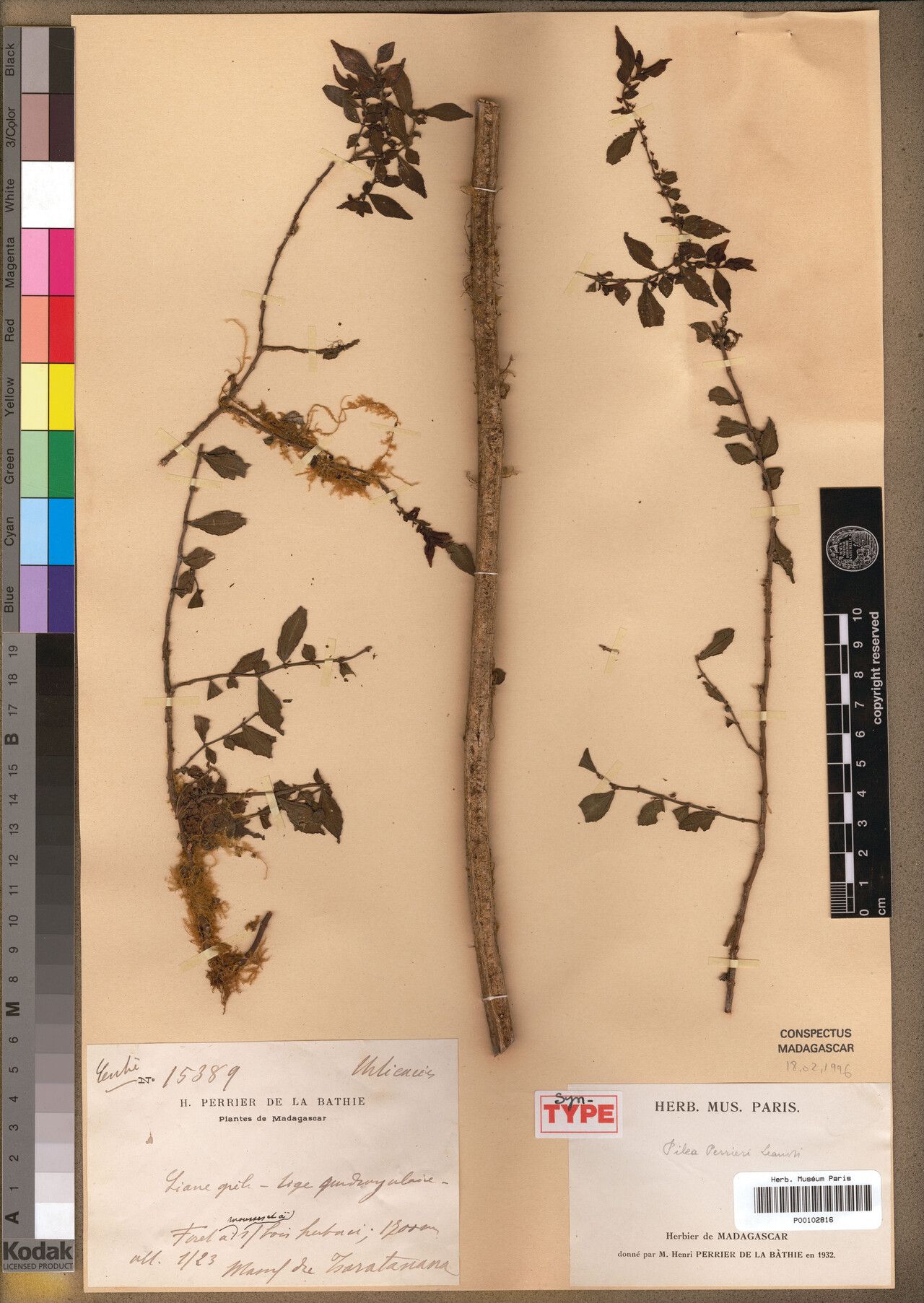 Pilea perrieri — search result for 'Pilea'