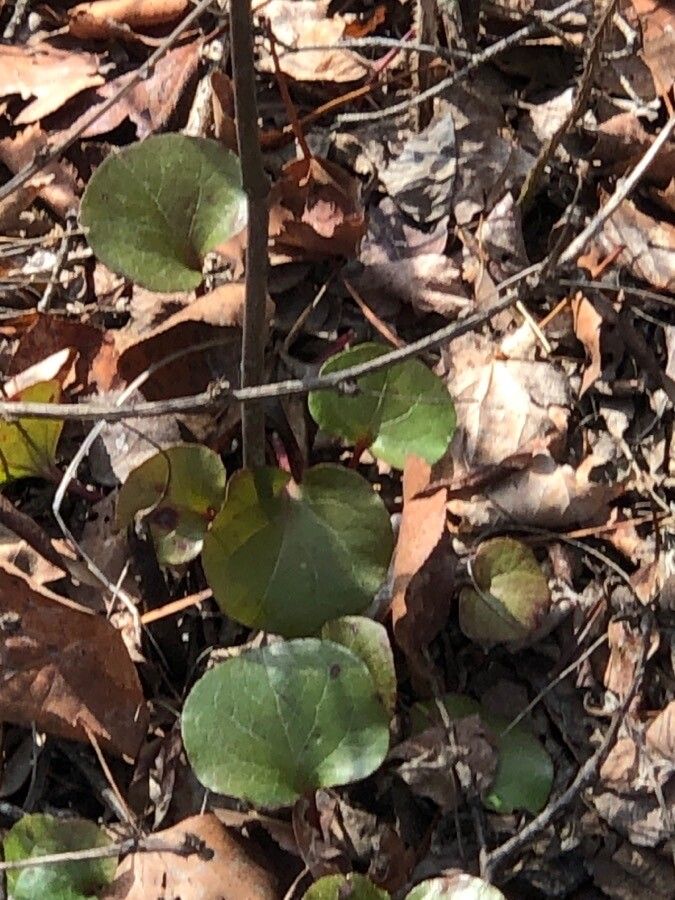 Pyrola asarifolia leaf