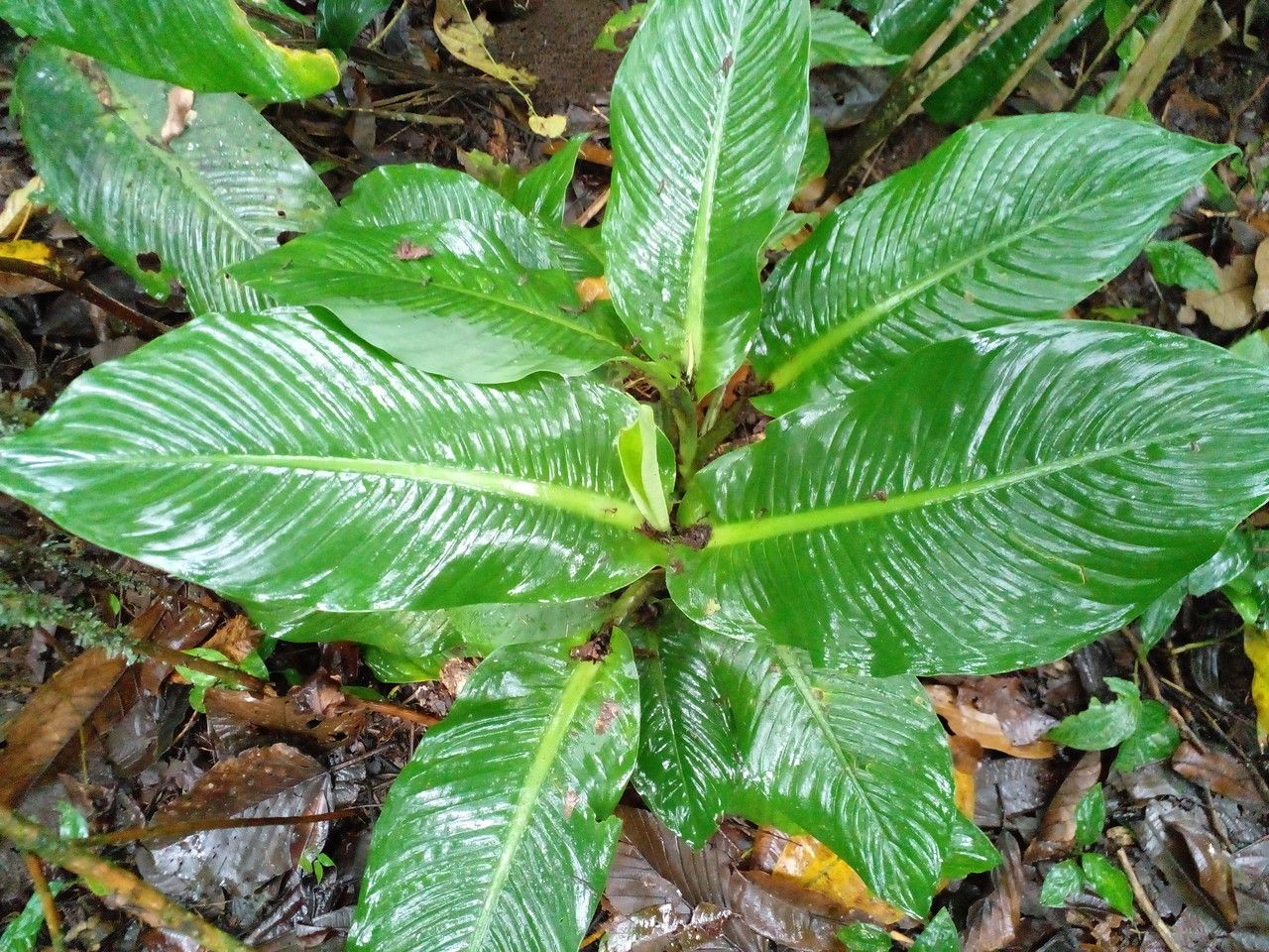 Dieffenbachia nitidipetiolata — houseplant care guide