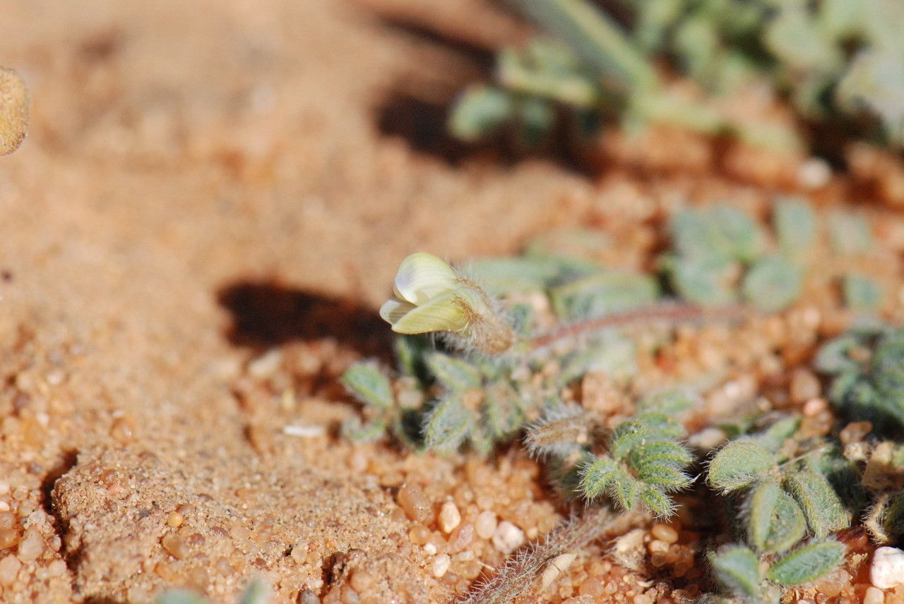 Astragalus eremophilus flower