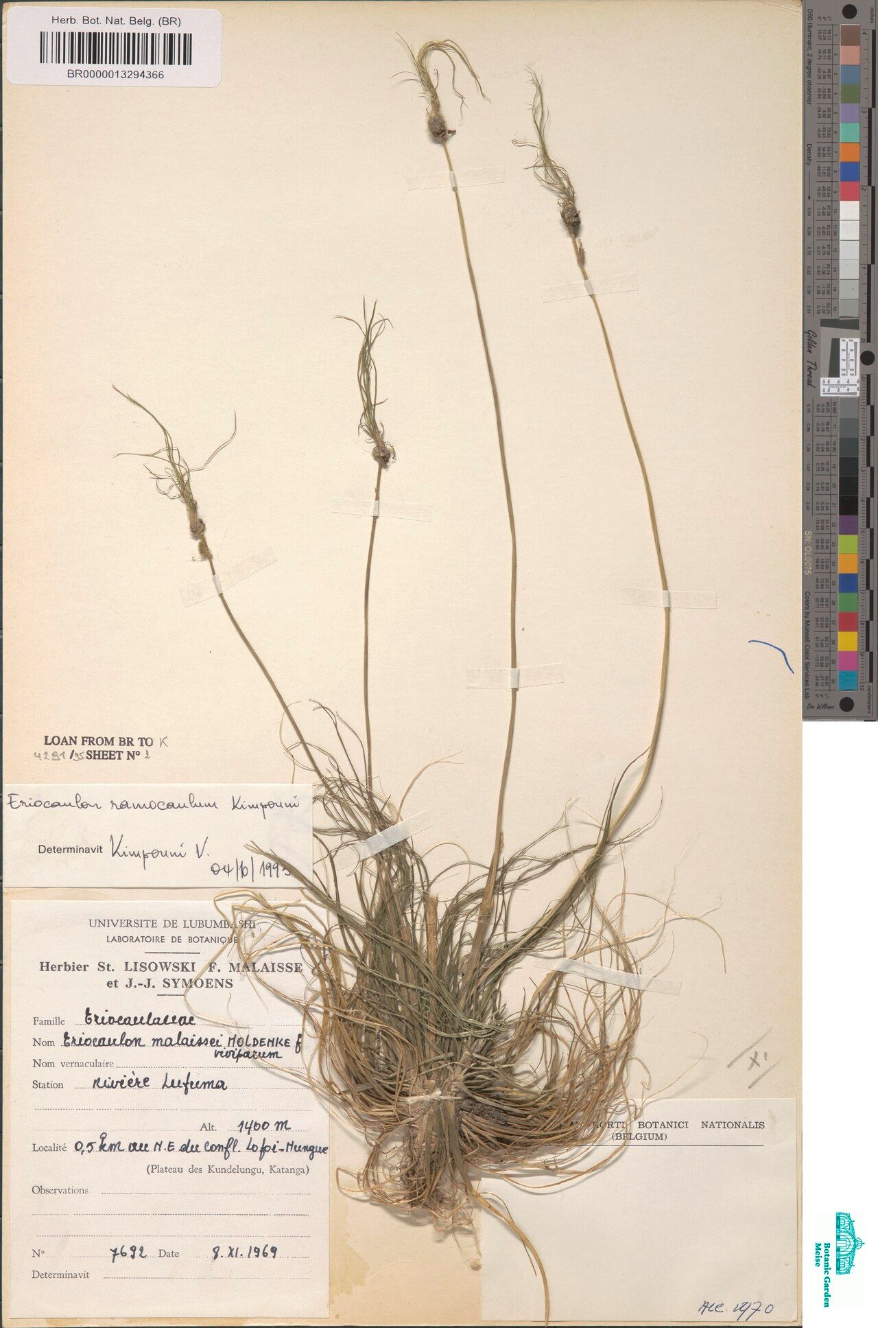 Eriocaulon ramocaulon — houseplant care guide