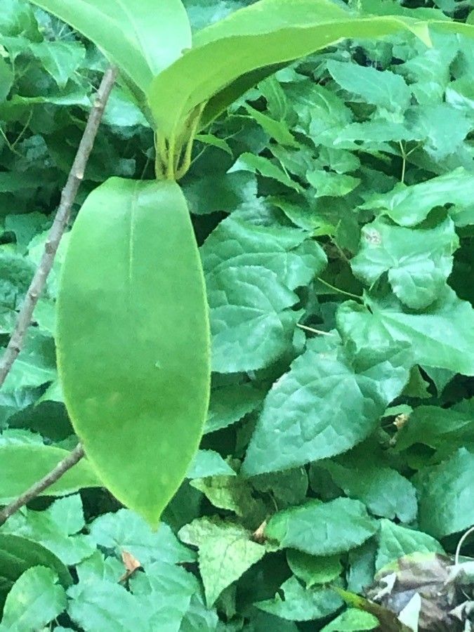 Magnolia fordiana — search result for 'Magnolia'