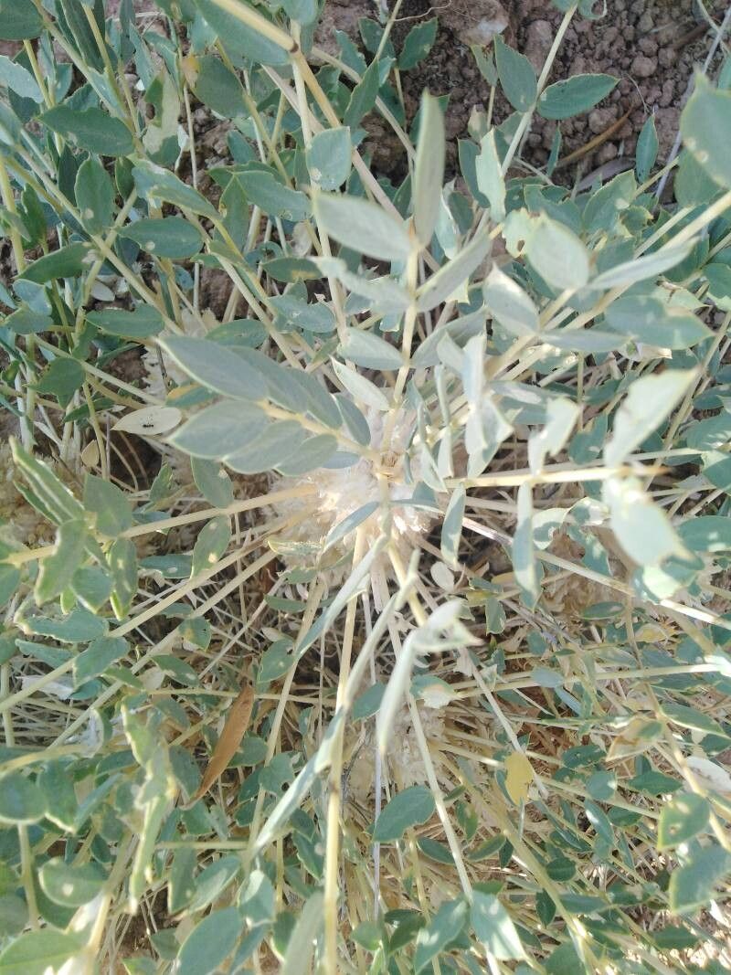 Astragalus macrocarpus leaf