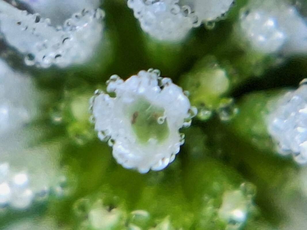 Cunila microcephala flower