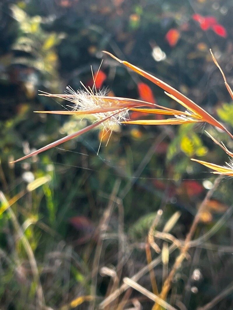 Andropogon gyrans flower