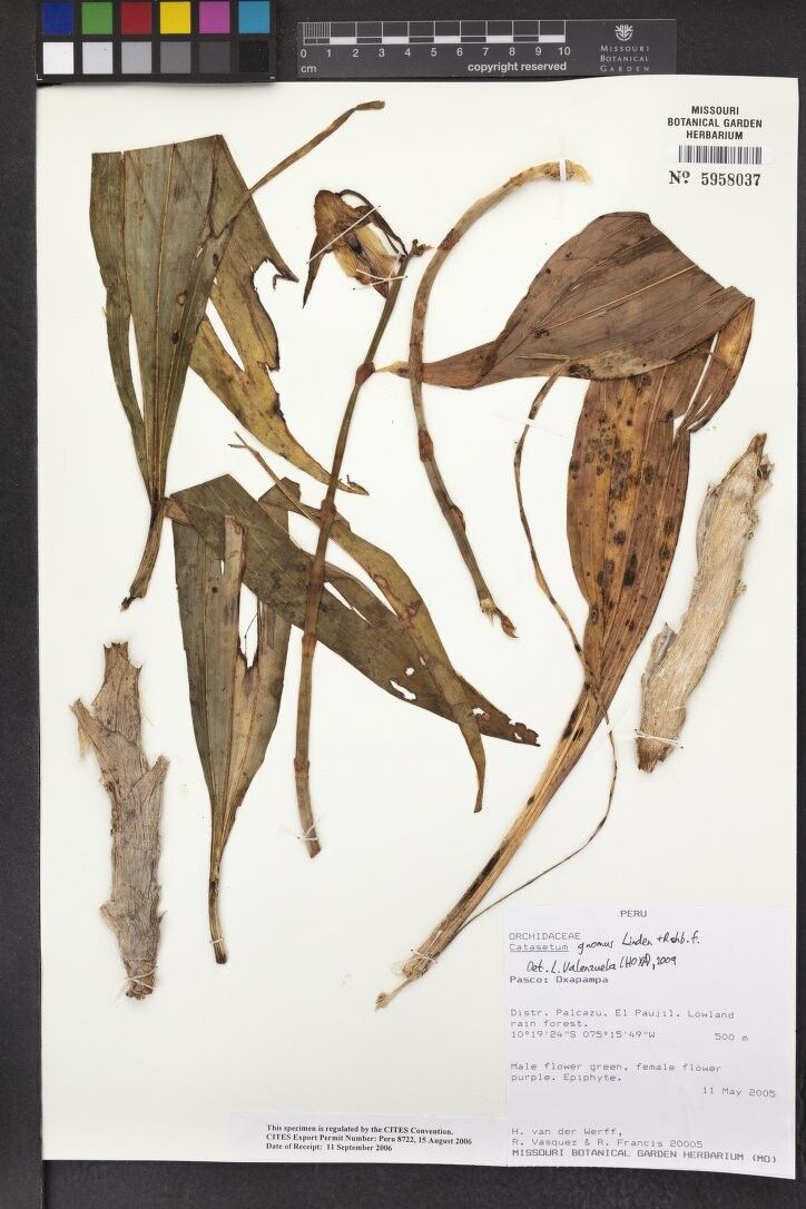 Catasetum gnomus other