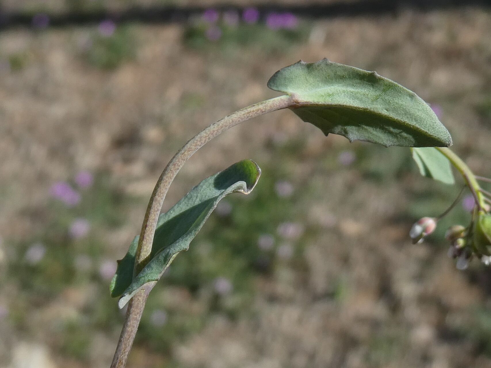 Noccaea perfoliata leaf