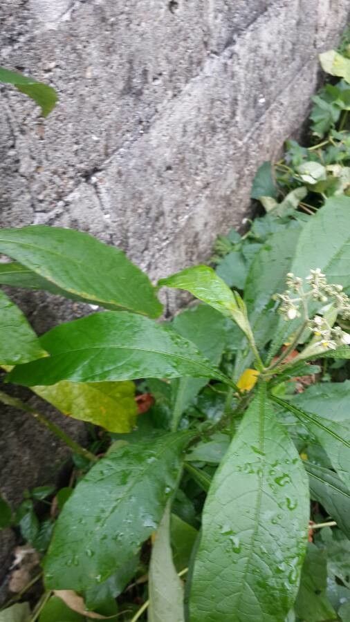 Solanum umbellatum flower