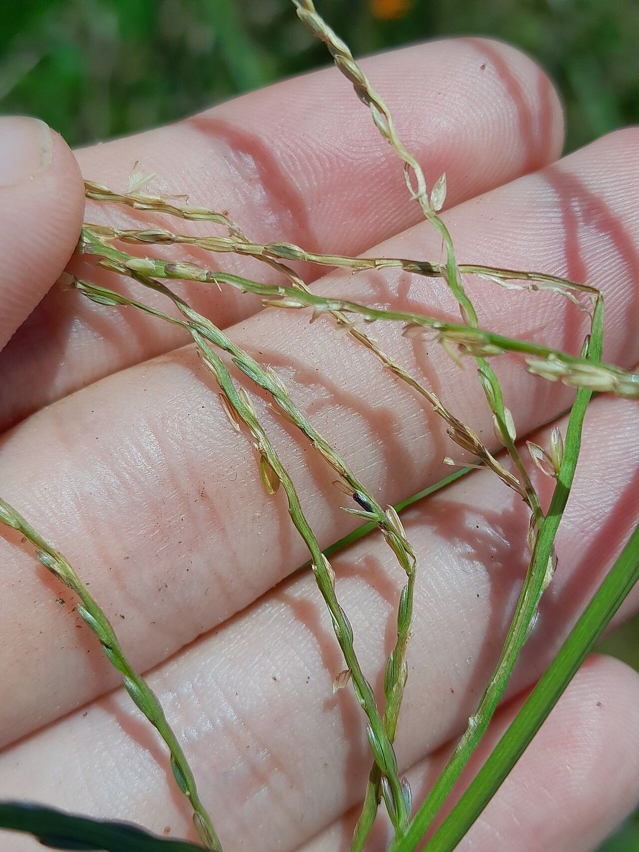 Axonopus surinamensis flower