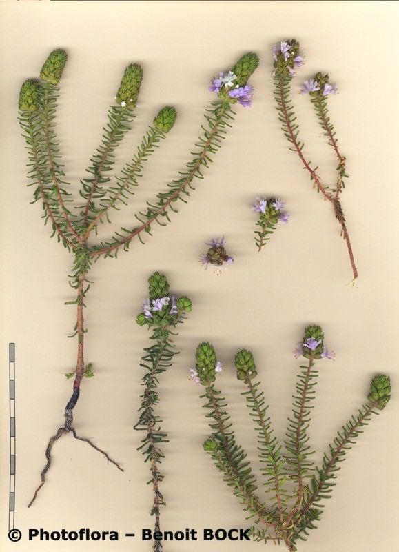 Coris hispanica other