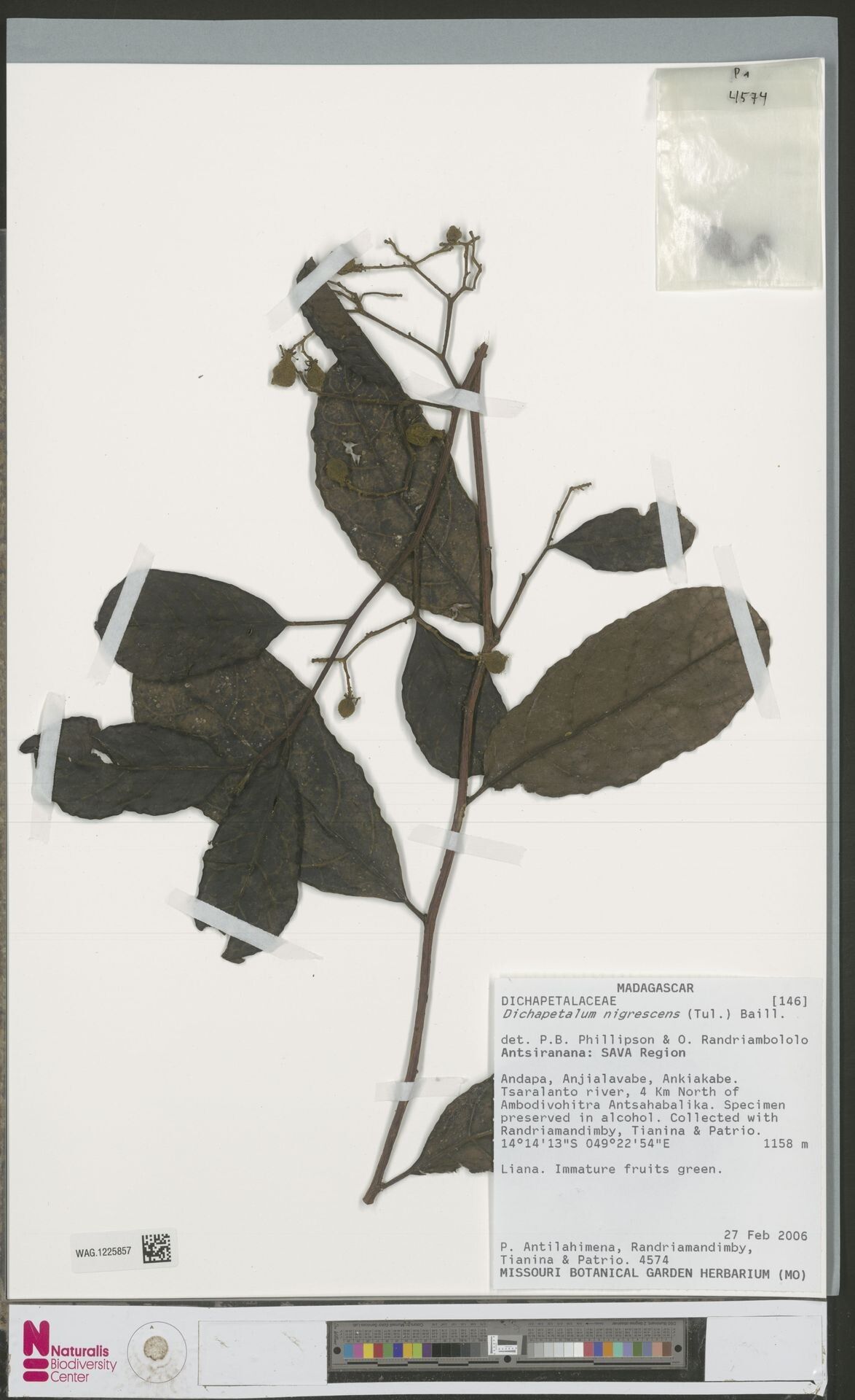 Dichapetalum nigrescens — houseplant care guide