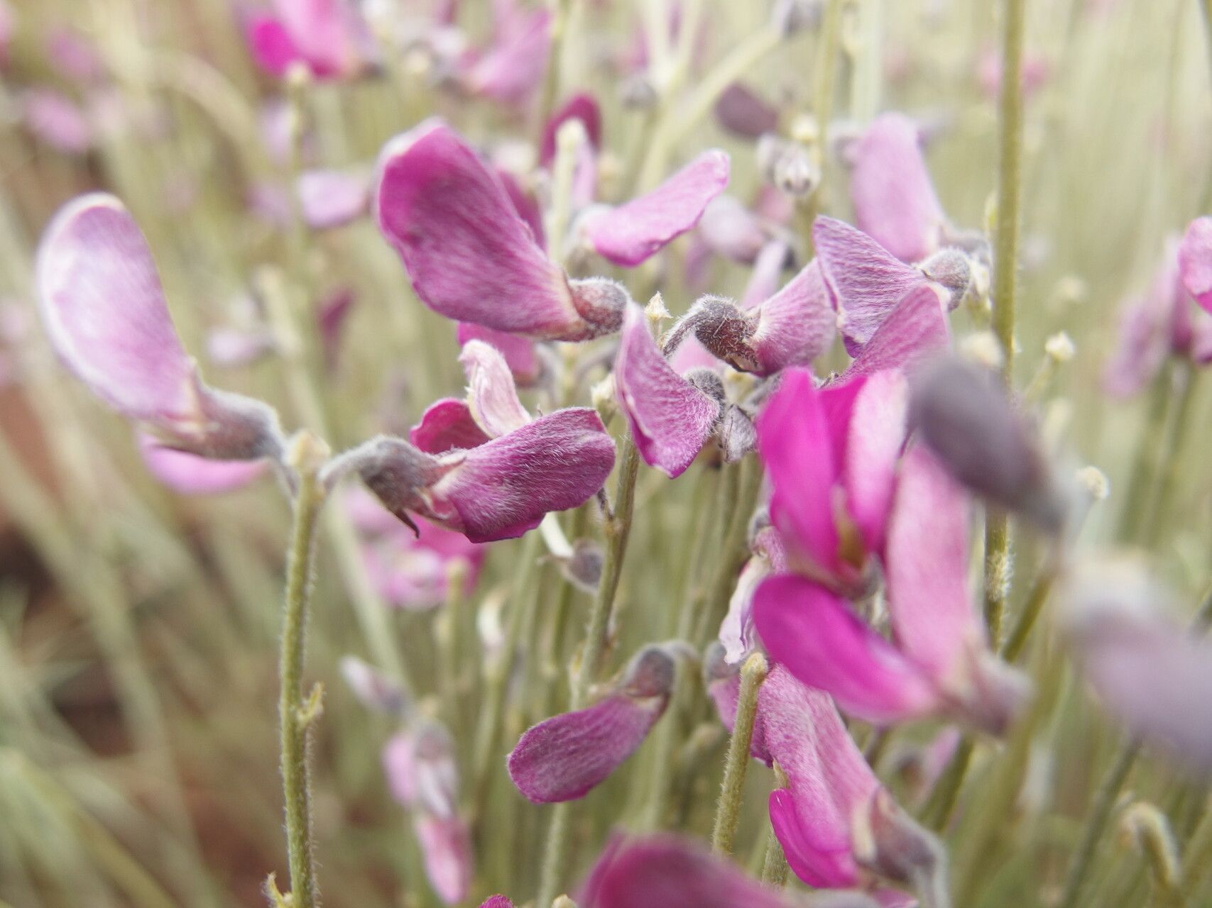 Tephrosia viguieri — search result for 'Tephrosia'