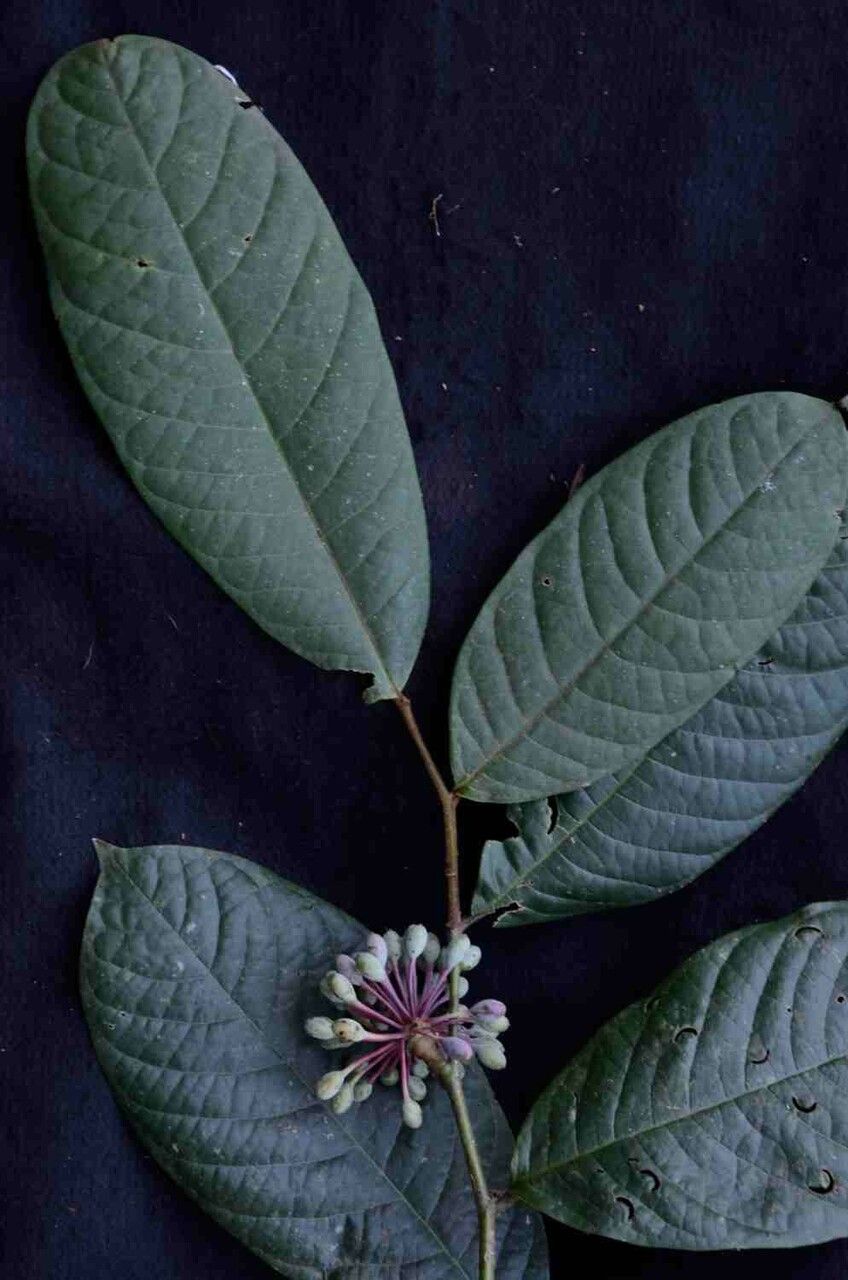 Guatteria ferruginea leaf