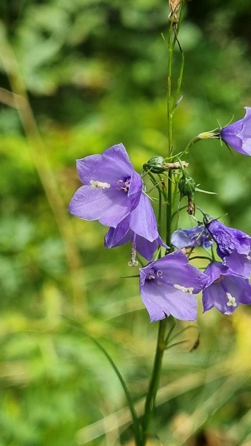Campanula witasekiana flower