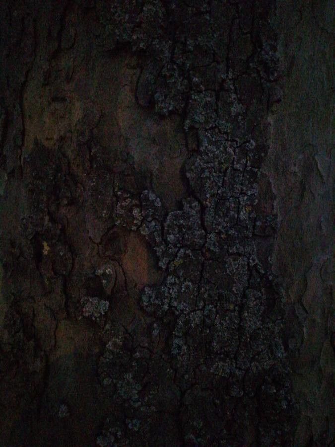 Pinus echinata flower