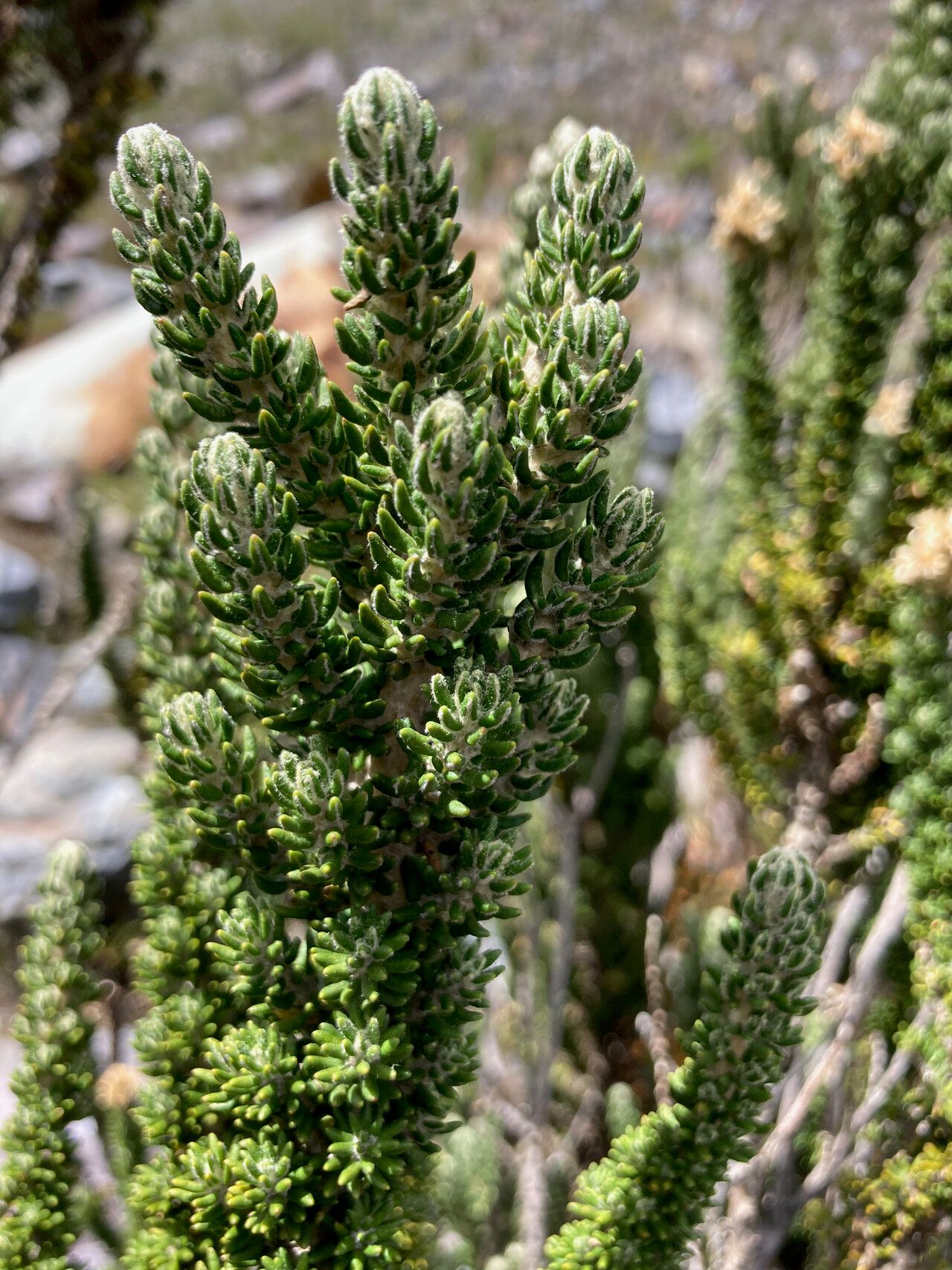 Diplostephium foliosissimum — related species from the same genus