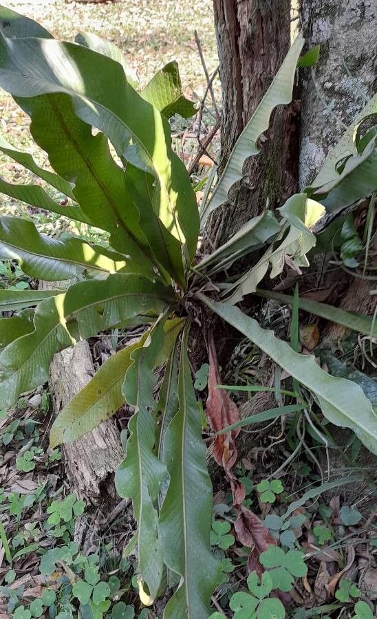 Niphidium crassifolium habit
