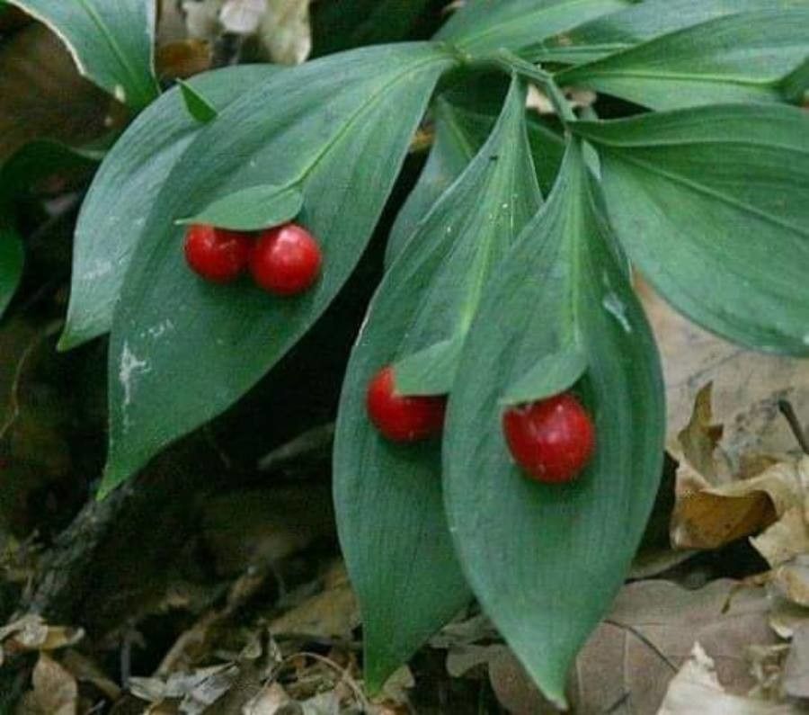 Ruscus hypoglossum fruit