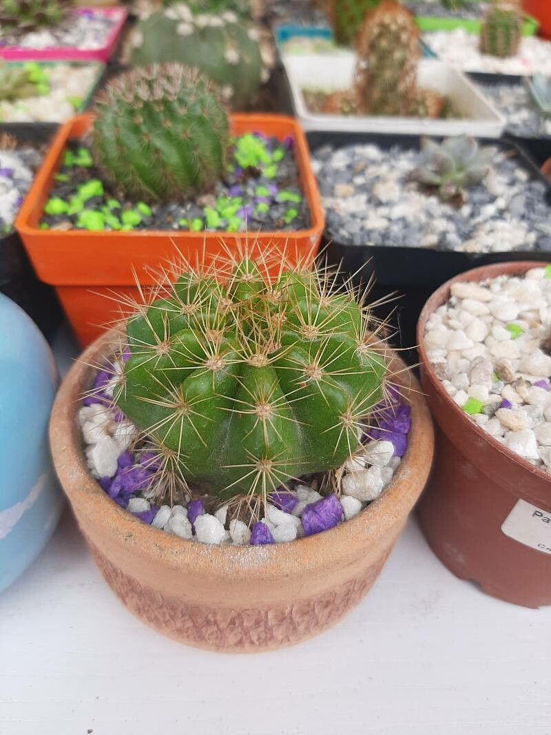 Echinopsis calochlora bark