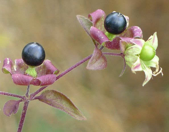 Cucubalus baccifer fruit