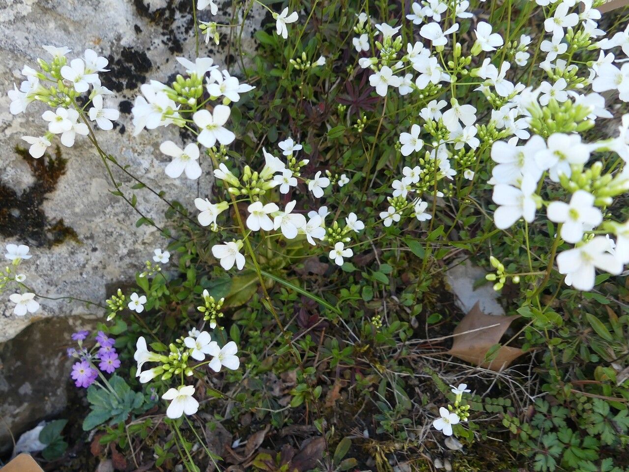 Arabis procurrens habit