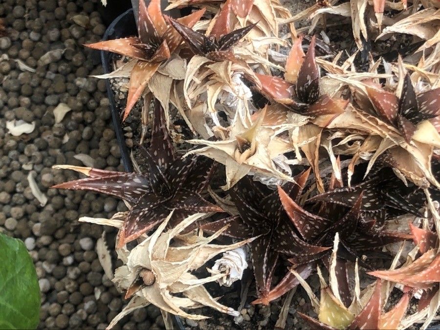 Aloe jucunda — search result for 'Somalia'