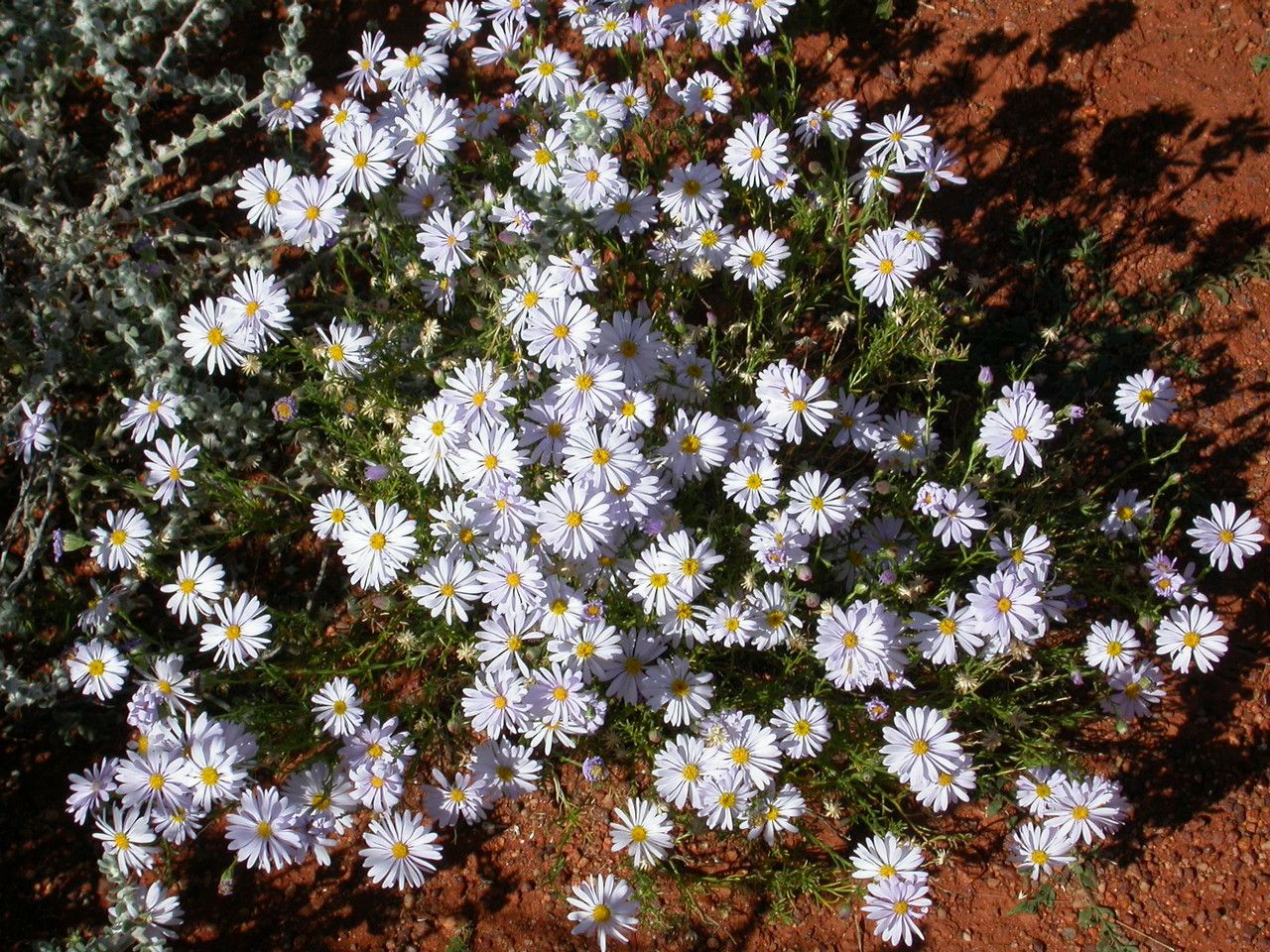 Brachyscome ciliaris