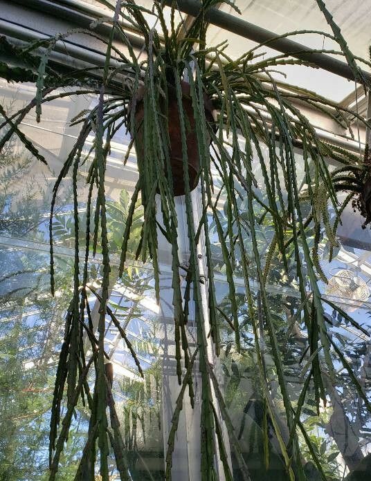 Lepismium warmingianum habit