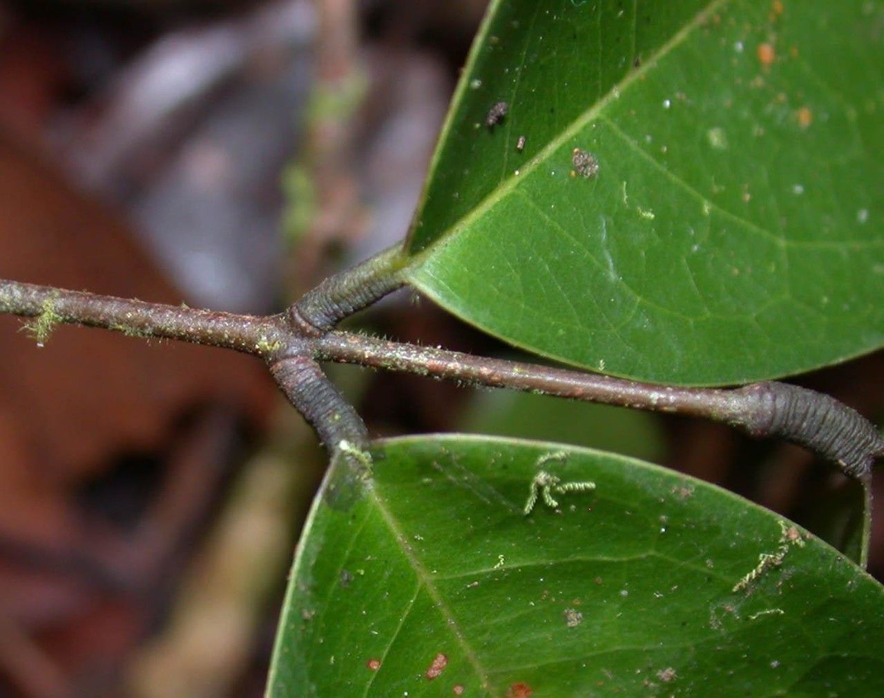 Rourea adenophora bark