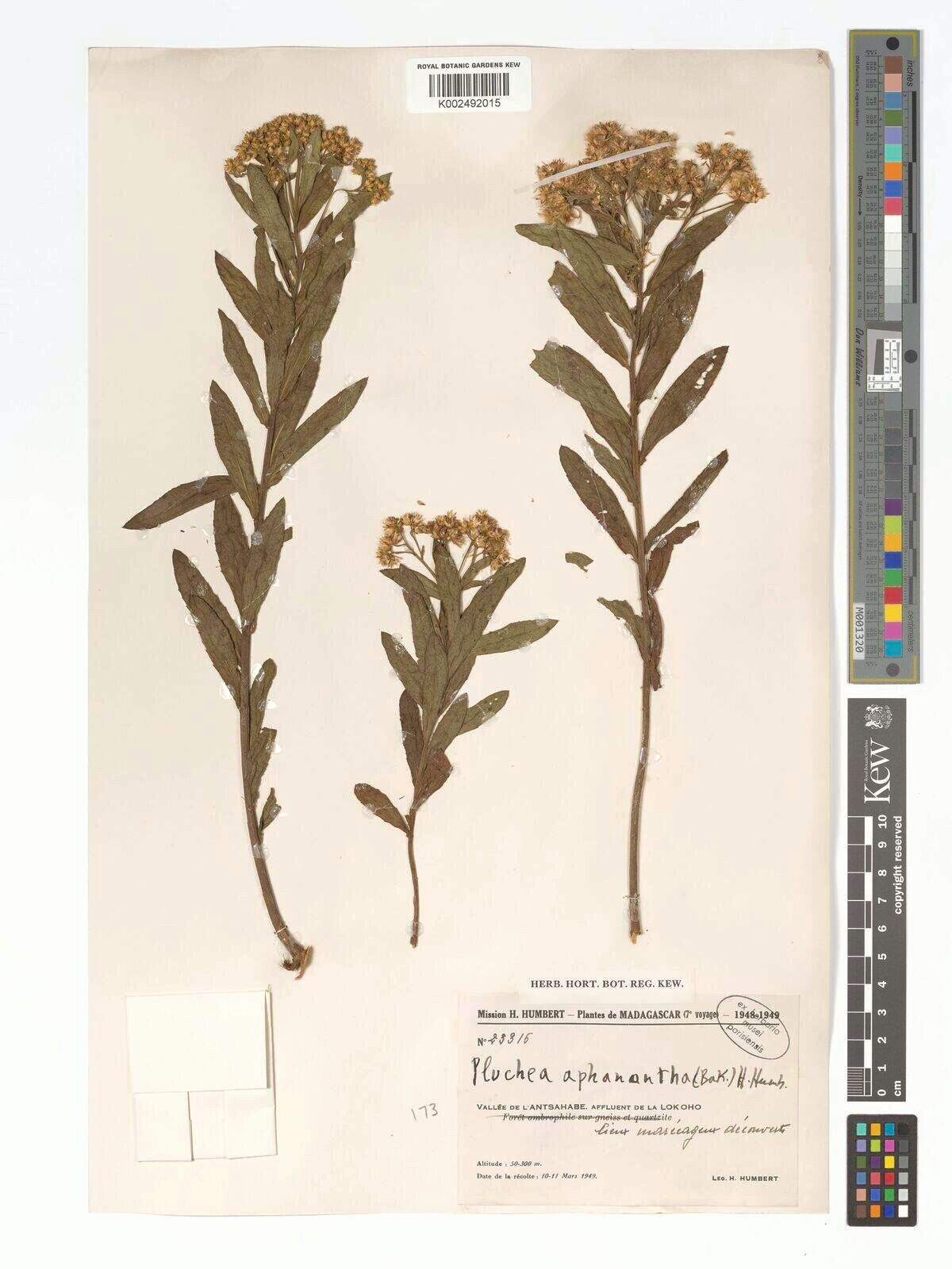 Pluchea aphanantha — related species from the same genus