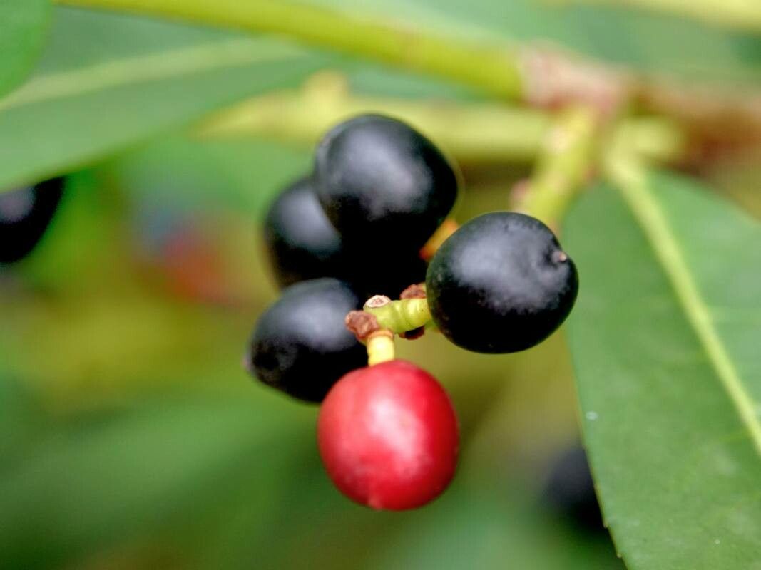 Rhododendron caucasicum fruit