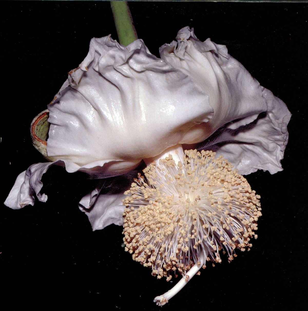 Adansonia digitata flower