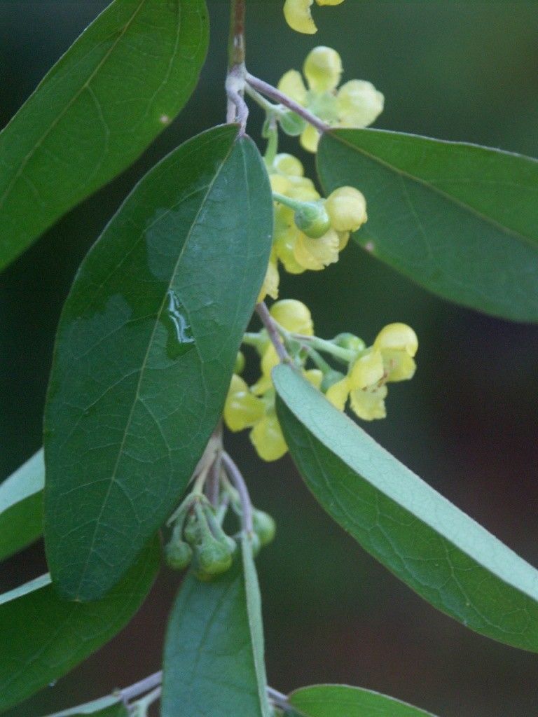 Stigmaphyllon angustifolium — related species from the same genus
