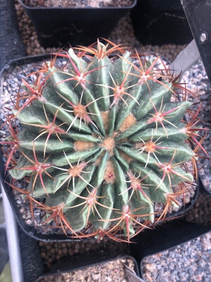 Ferocactus macrodiscus leaf