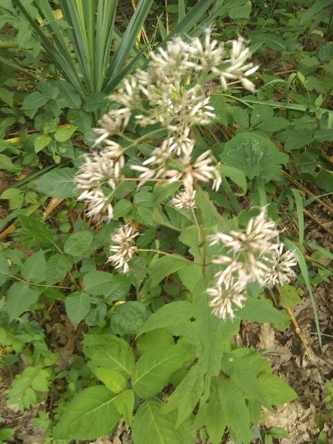 Eupatorium sessilifolium — search result for 'Alabama'