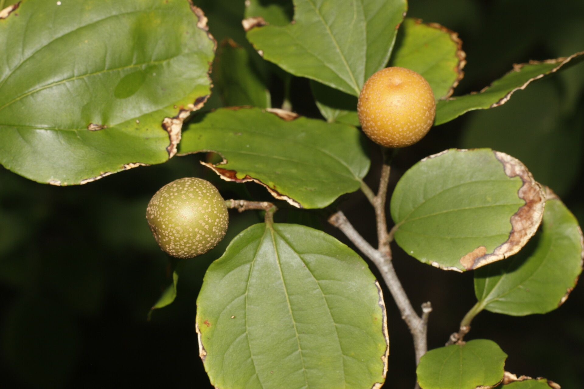 Ziziphus guatemalensis fruit