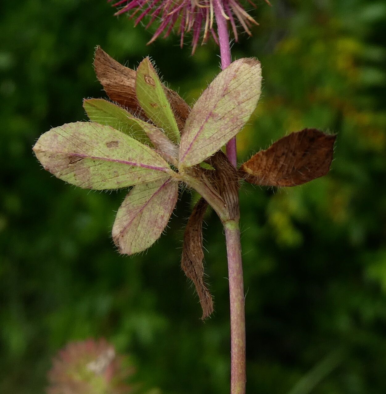 Trifolium lappaceum — search result for 'Trifolium'